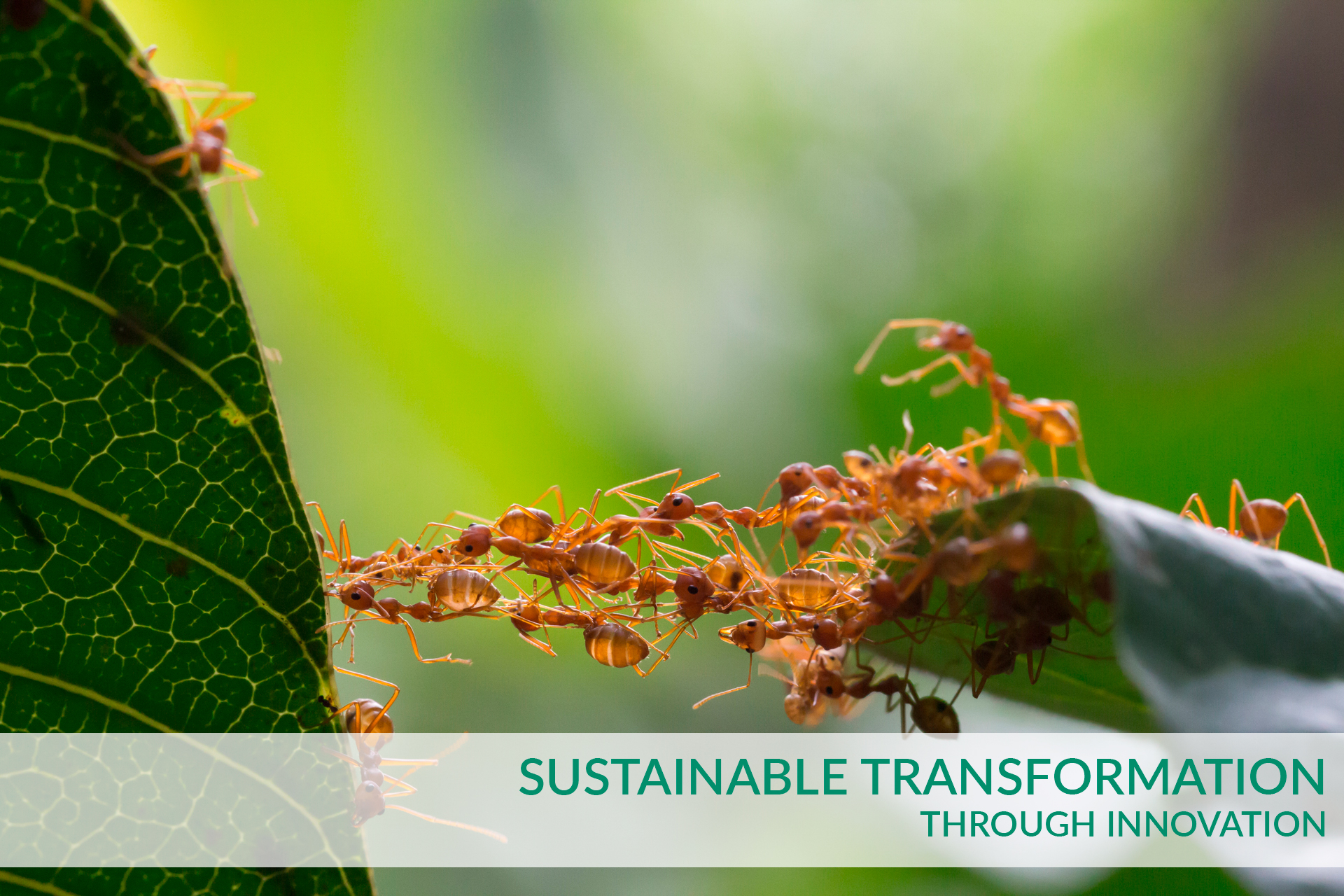 ELCH, Consulting, Services, Innovation, Text